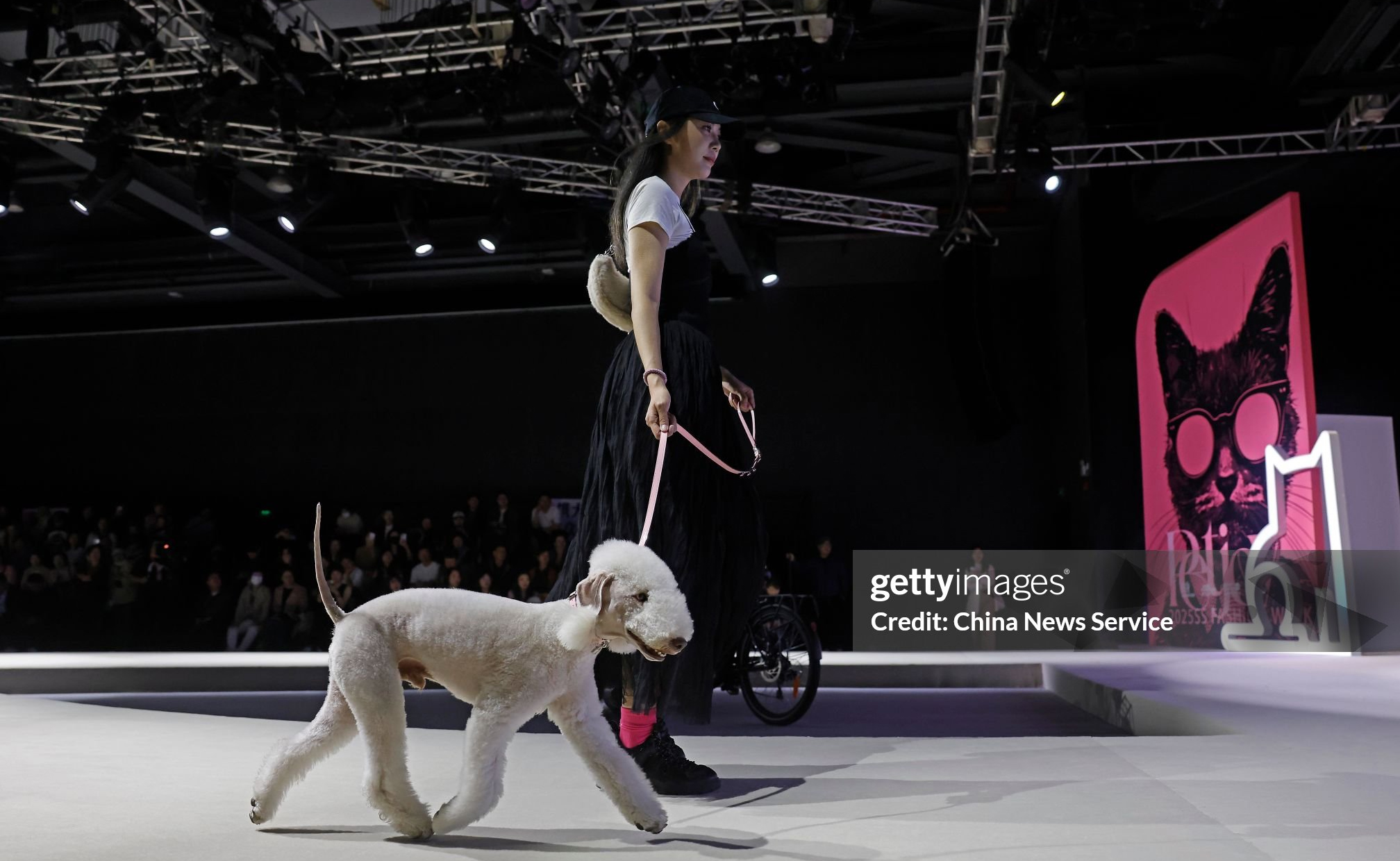 SHANGHAI, CHINA - OCTOBER 25: A dog accompanied by a dog lover walks the runway during 2025 Shanghai Petjoy Fashion Week on October 25, 2024 in Shanghai, China. 2025 Shanghai Petjoy Fashion Week is held on October 25-27 at Shanghai Fashion Center. (Photo by Yin Liqin/China News Service/VCG via Getty Images) Getty Image